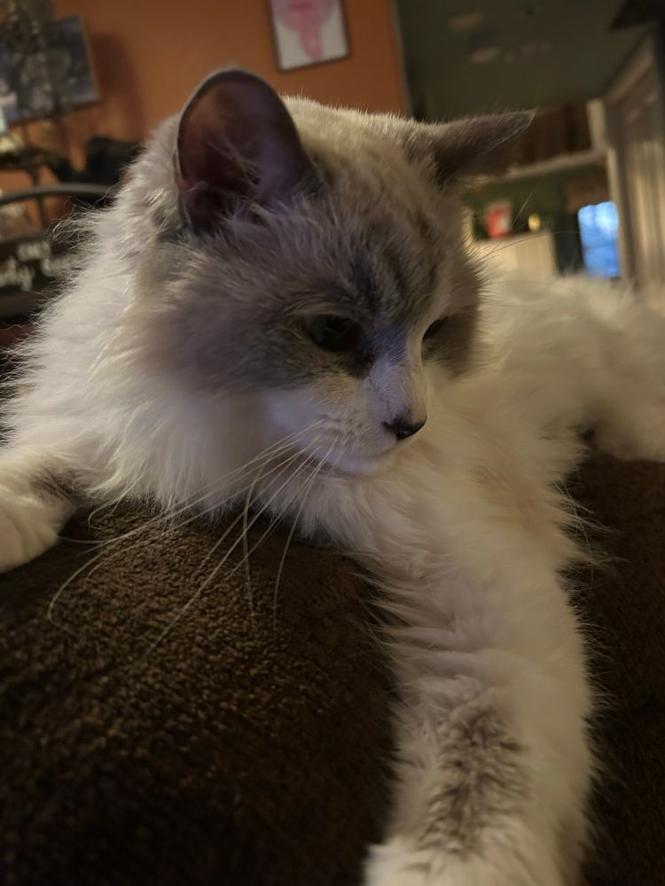 Mozzarella our cat on the back of the recliner 