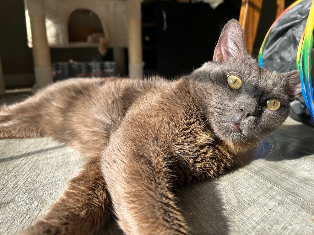 Pepper our cat laying in the sun 