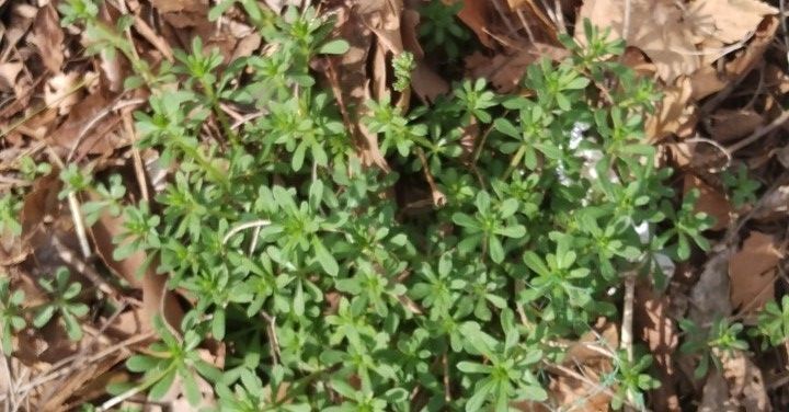 Sticky weed, green multileafed plant low to the ground, coming up through dead brown tree leaves