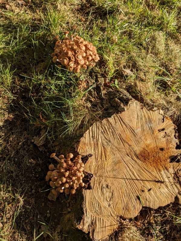 two clusters of same unidentified mushroom emerging near tree stump. 