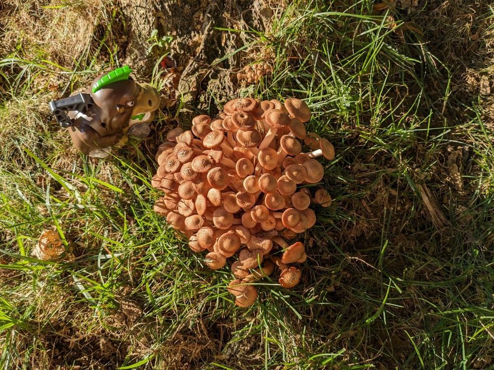 a large cluster of unidentified mushrooms emerging next to a recently chopped stump of a dying tree