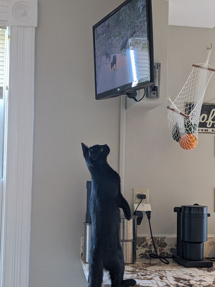 Penny standing up on her hind legs on my kitchen counter (sigh), showing how tall she is. She's enjoying the BirderKing YouTube channel on a small TV mounted a few feet above her head.