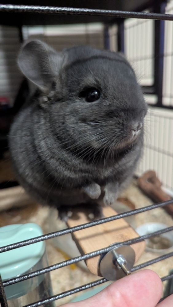 A young black chinchilla girl, whom you would never suspect was about to commit wanton Grand Mischief, freshly out of her first dust bath since she came home 