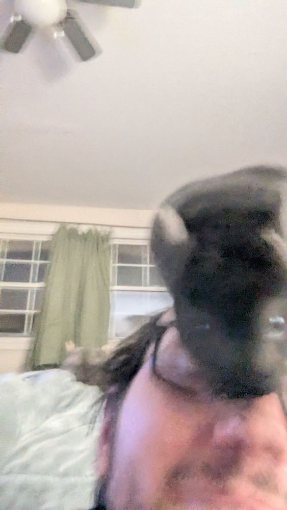 Blurry picture of a young black female chinchilla, that is on top of my head