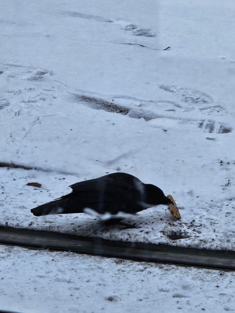 Crow picking up a piece of dark bread in its beak. Sorrounded by snow covered pavement.