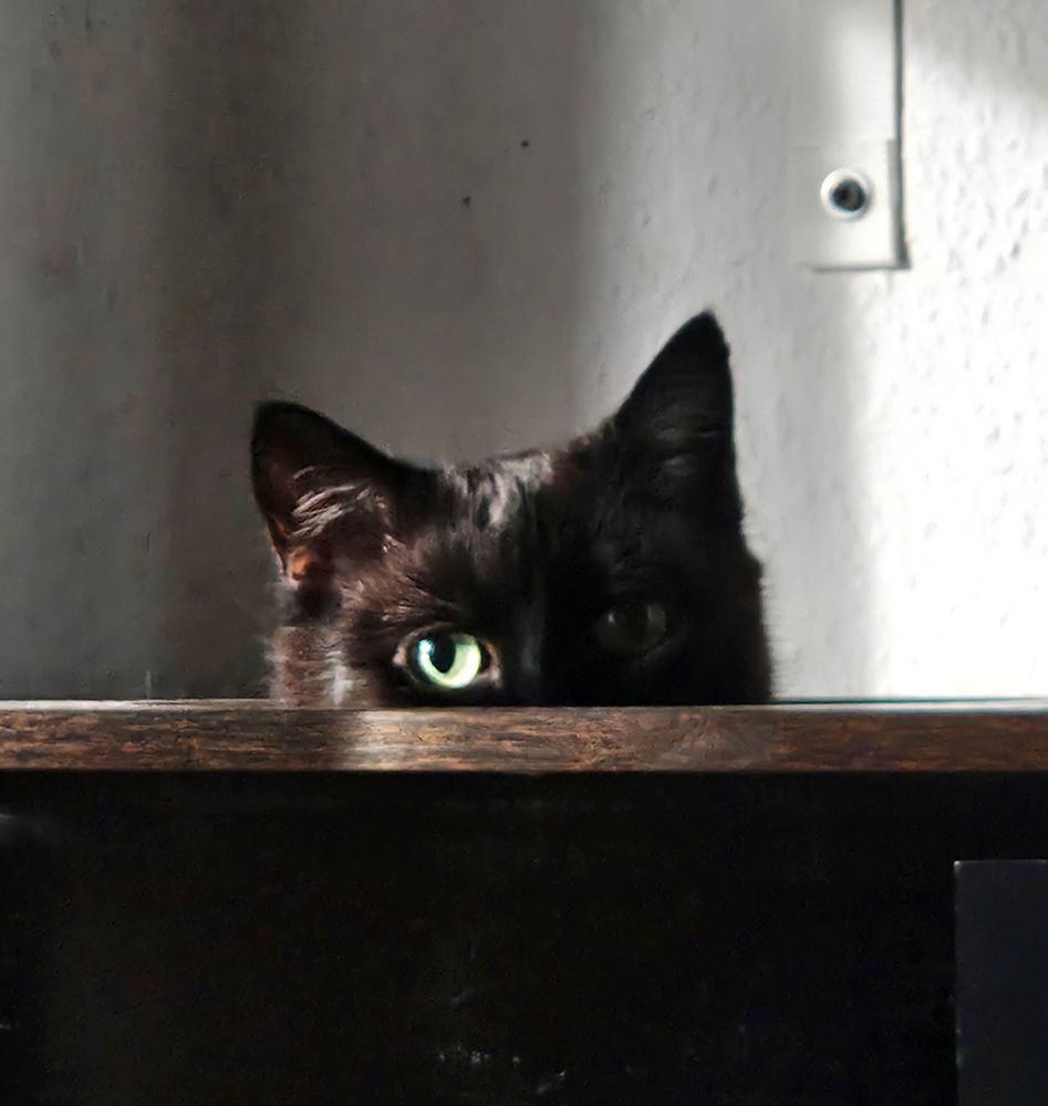 Black cat wide-eyedly peeking out of a hole in a cat-tree. The portion of the cat-tree is like a wooden box with a hole in the top.