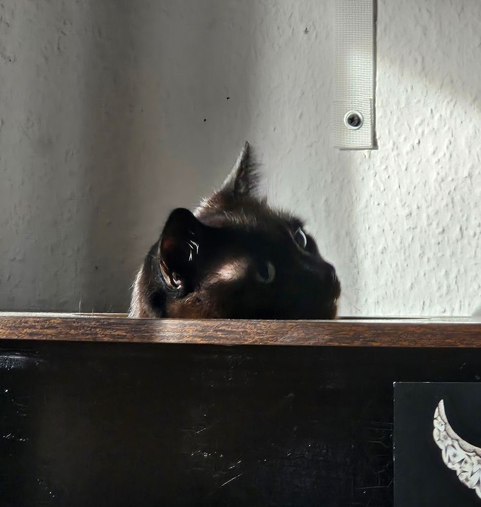 Black cat wide-eyedly peeking out of a hole in a cat-tree, curiously looking to the side. The portion of the cat-tree is like a wooden box with a hole in the top. 