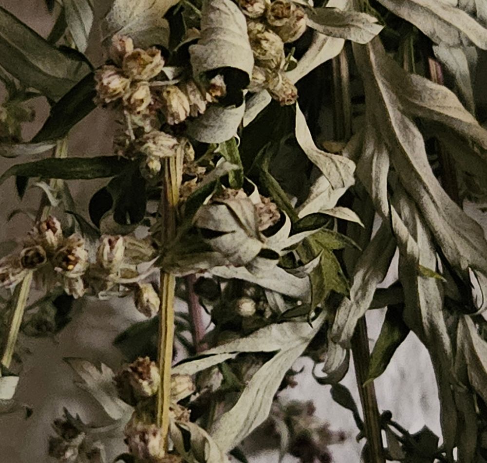 A photo of dried mugwort.