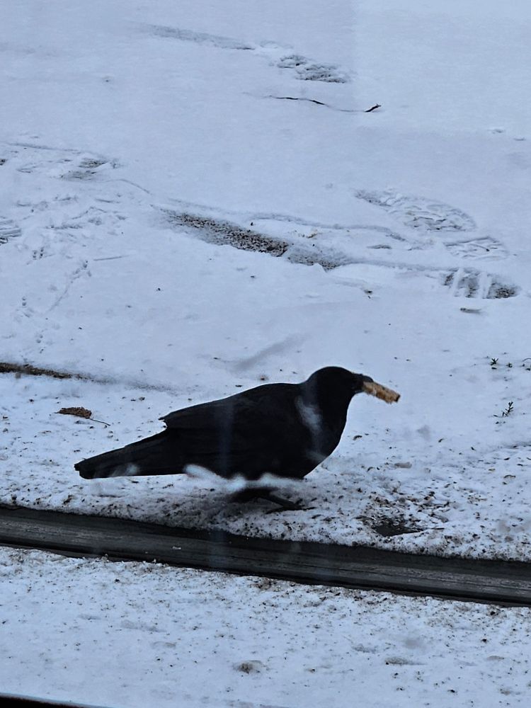 Crow holding a piece of dark bread in its beak. Sorrounded by snow covered pavement.