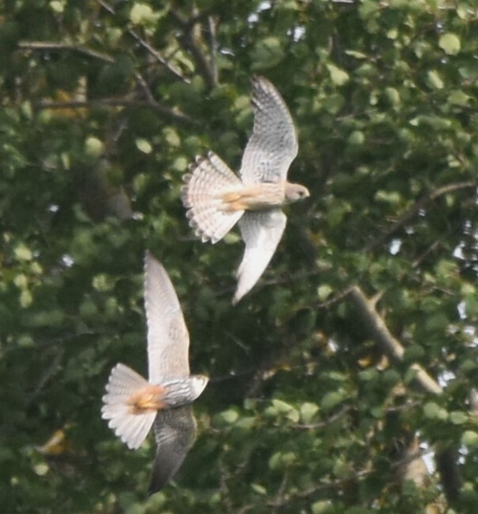 Eurasian hobby and kestrel in flight