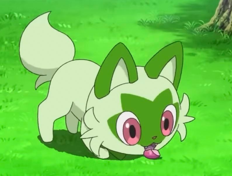 Sprigatito picking up a berry 
