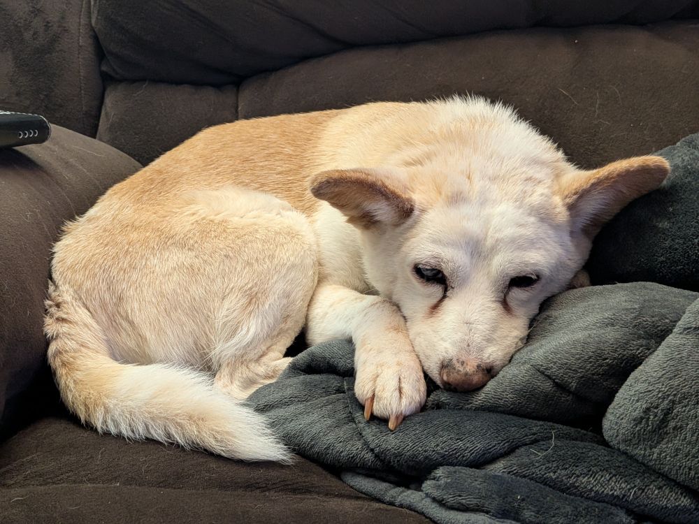 A Shiba Inu, beagle mix dog looking as sad as she's ever been