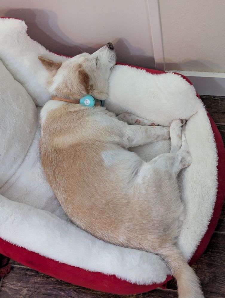 A dog laying in a red and white dog bed, sound asleep