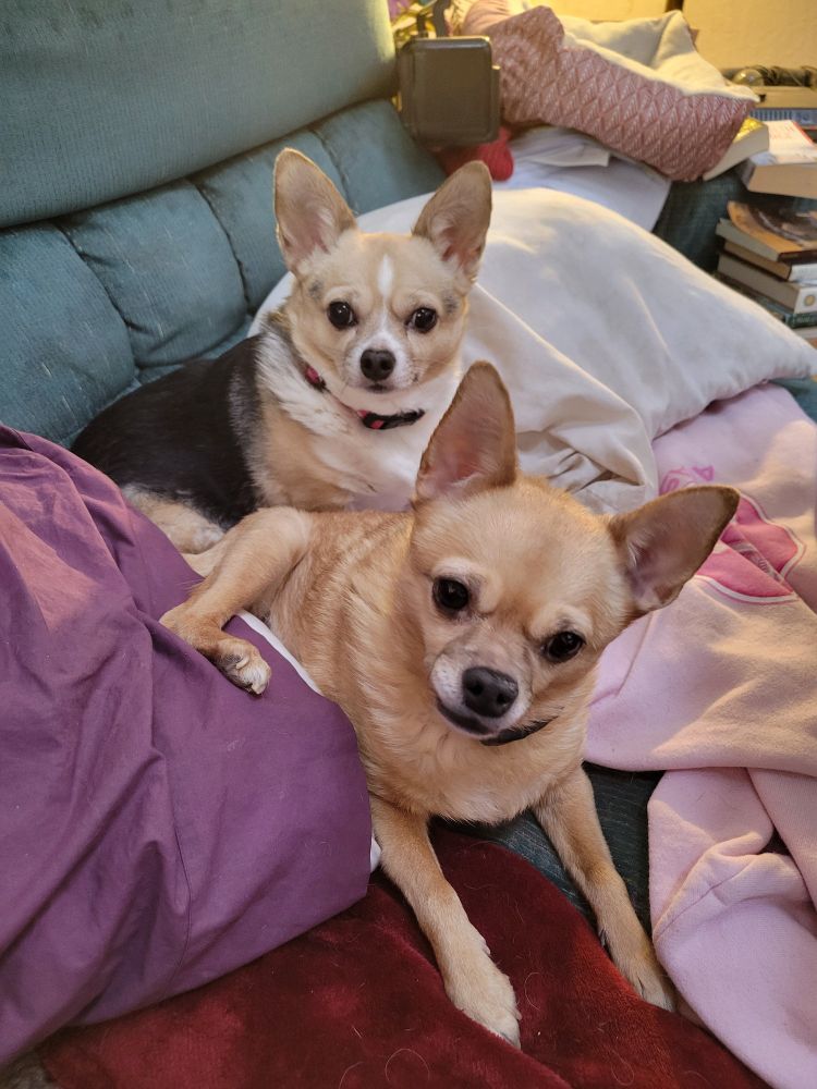 The Naughty Sister Chihuahuas 😜 Bambi and Lucy. 💖💖
