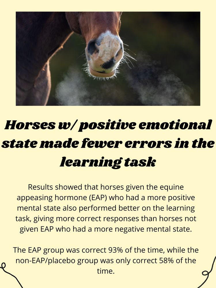 Results showed that horses given the equine appeasing hormone (EAP) who had a more positive mental state also performed better on the learning task, giving more correct responses than horses not given EAP who had a more negative mental state.

The EAP group was correct 93% of the time, while the non-EAP/placebo group was only correct 58% of the time.