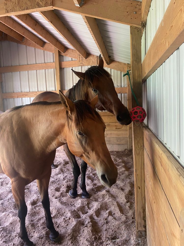 Photo of two horses standing inside a shelter with sand footing. Both horses are bay; the one in the back is a darker bay and is playing with a ball full of hay hanging from a string. The horse in the front is lighter bay 