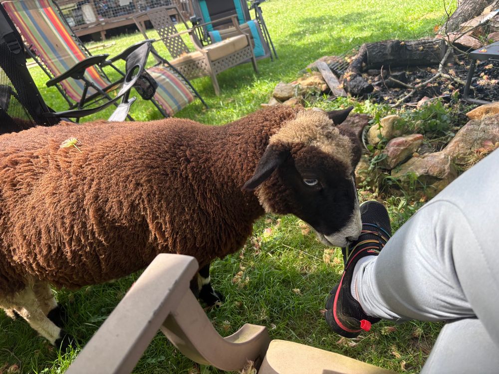 photo of a sheep sniffing my shoe 