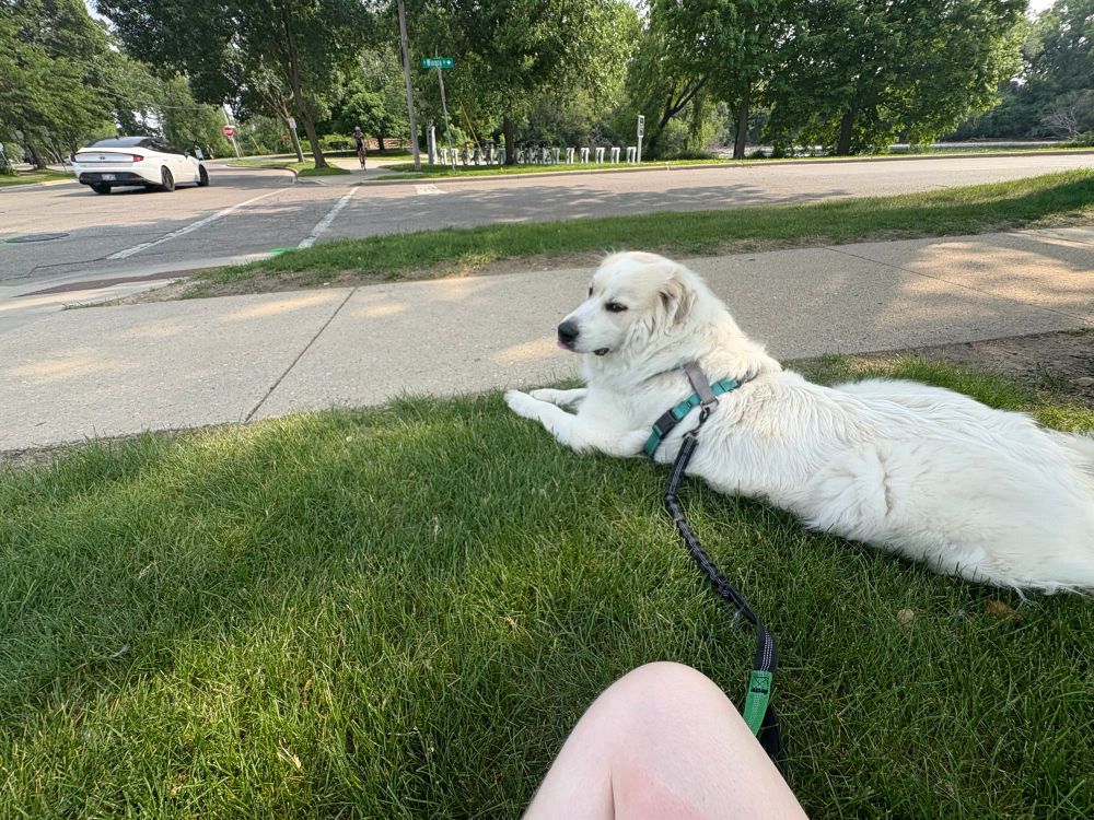 a dog lying in the grass by a busy road (on leash)