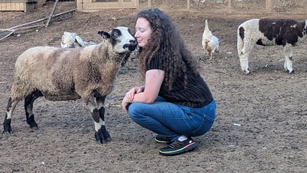 photo of a sheep sniffing really close to my face while I squat on the ground. There is another sheep and chickens in the background