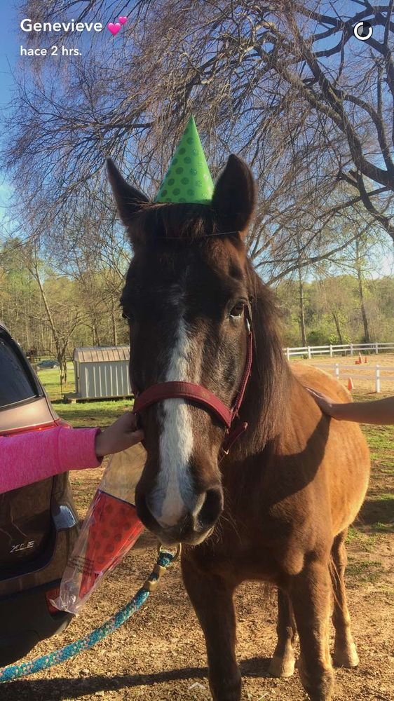 photo of a dark liver chestnut mare wearing a pink halter and a green birthday hat