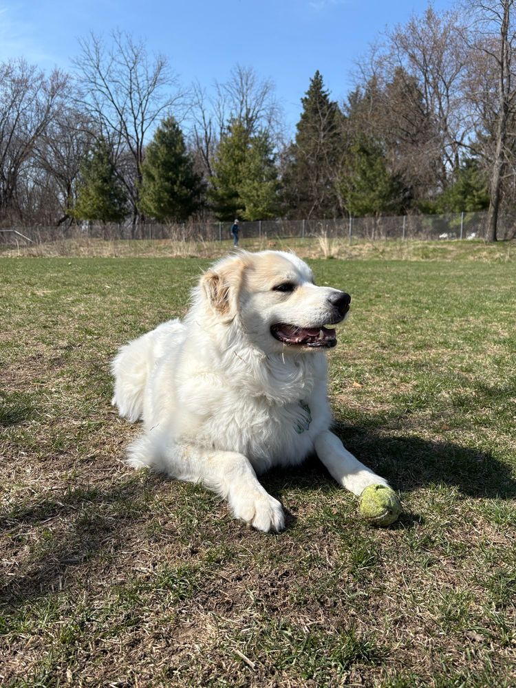 Photo of a great pyrenees lying in the grass with a tennis ball by his front right foot. He is looking away from the camera and mouth is open panting 