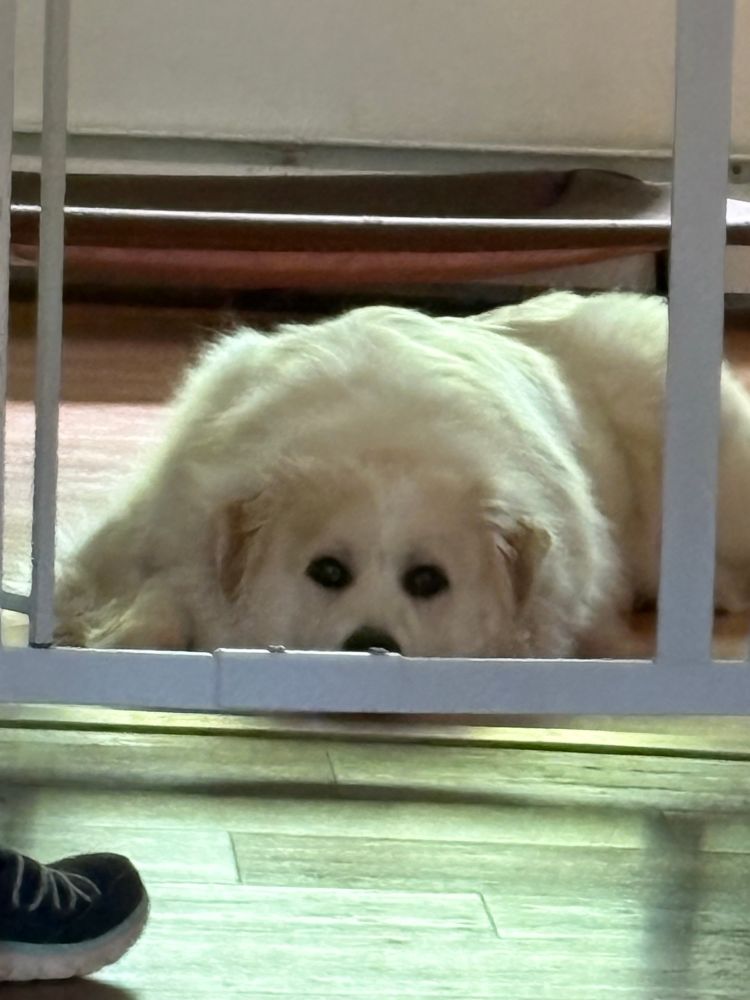 creepy looking photo of a great pyrenees staring over a gate bottom while lying down 