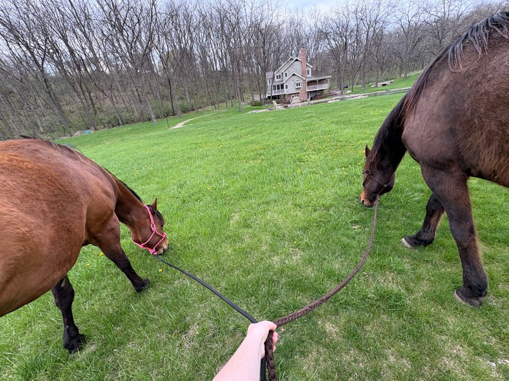 Photo of a person hand holding two brown rope, each connected to a bay horse. The two Bay horses are grazing. There is a large house in the background.