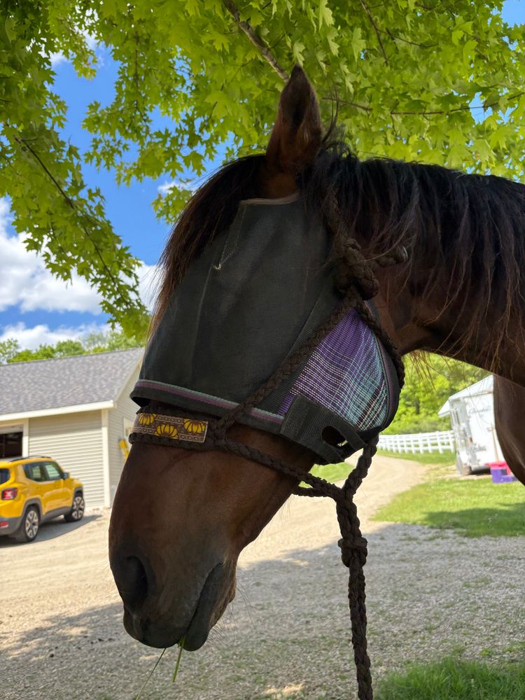 photo of a bay horse currently chewing on grass with floppy lips who is wearing a purple, blue, and plaid fly mask with a brown sunflower halter on over top