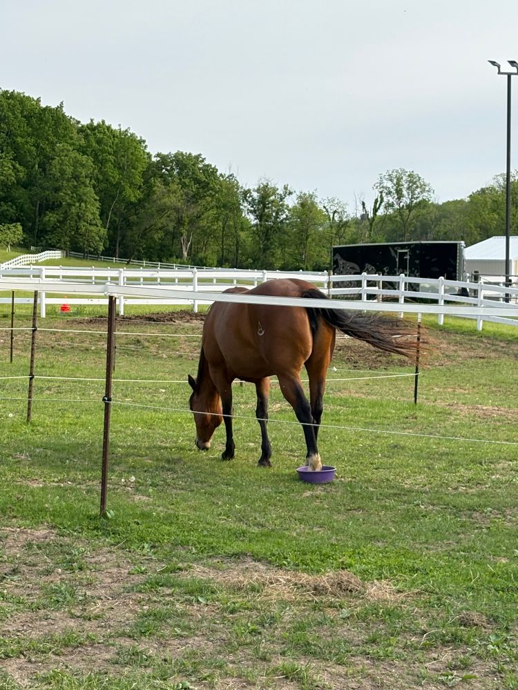 a horse eating sparse grass with her hind hoof in a feed bowl