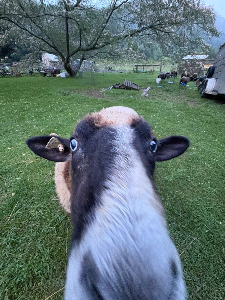 close up photo of a sheep nose in 0.5x zoom 