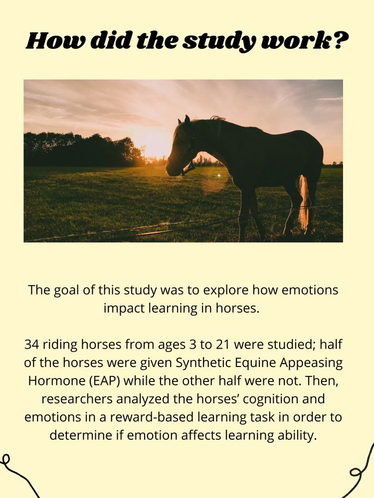 The goal of this study was to explore how emotions impact learning in horses. 

34 riding horses from ages 3 to 21 were studied; half of the horses were given Synthetic Equine Appeasing Hormone (EAP) while the other half were not. Then, researchers analyzed the horses’ cognition and emotions in a reward-based learning task in order to determine if emotion affects learning ability.
