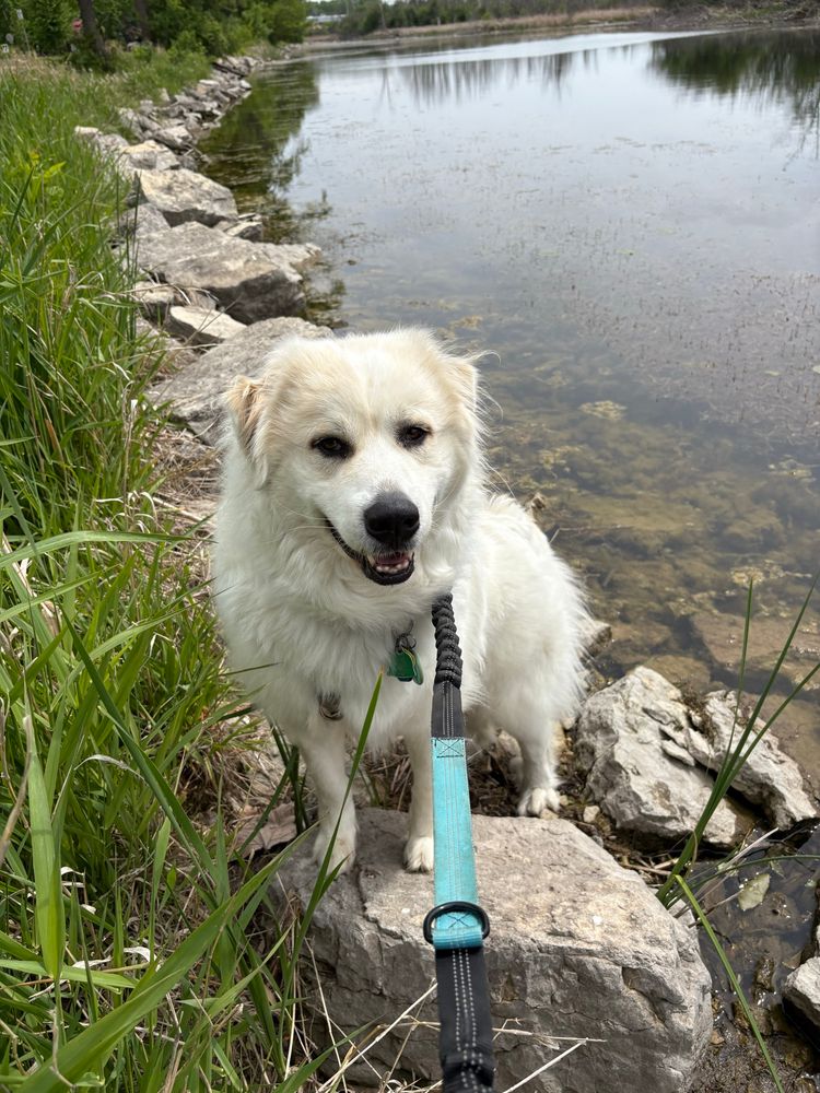 photo of a white dog standing on some rocks near a lake with some green grass on the left side