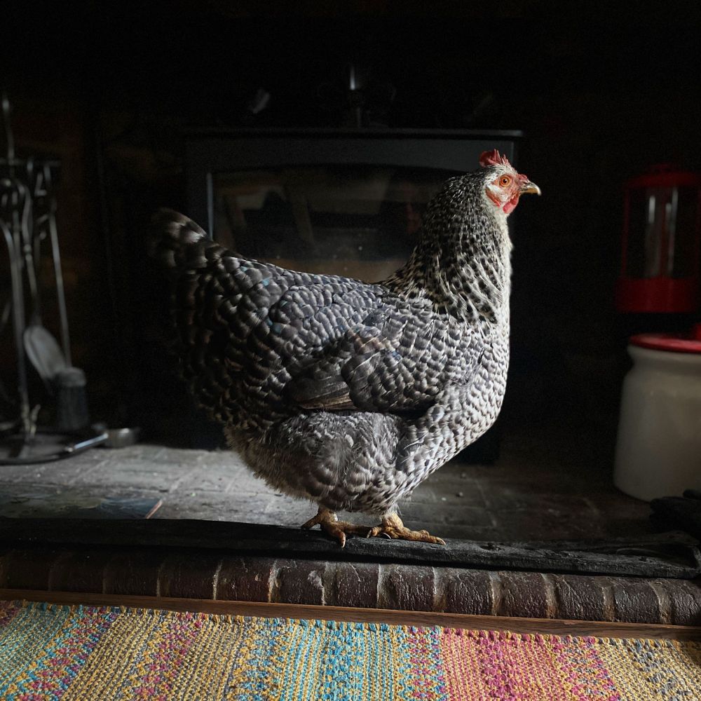 A grey speckled chicken stands facing to the right of the frame, on the hearth in front if a woodburner. A colourful striped rug is at the very front of the frame.
