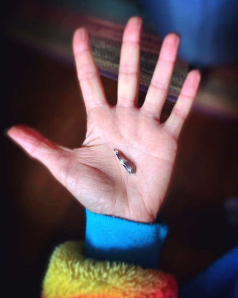 An open hand holds a very tiny white and grey chicken feather in the centre of it’s palm.