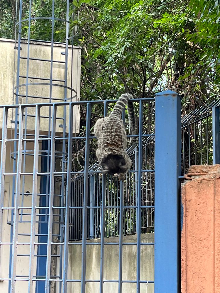 Macaco cinza pendurado numa grade
