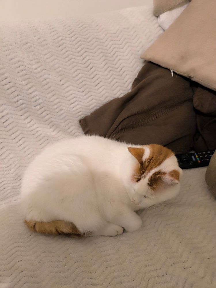 Chat blanc et un peu roux qui dort sur un plaid blanc