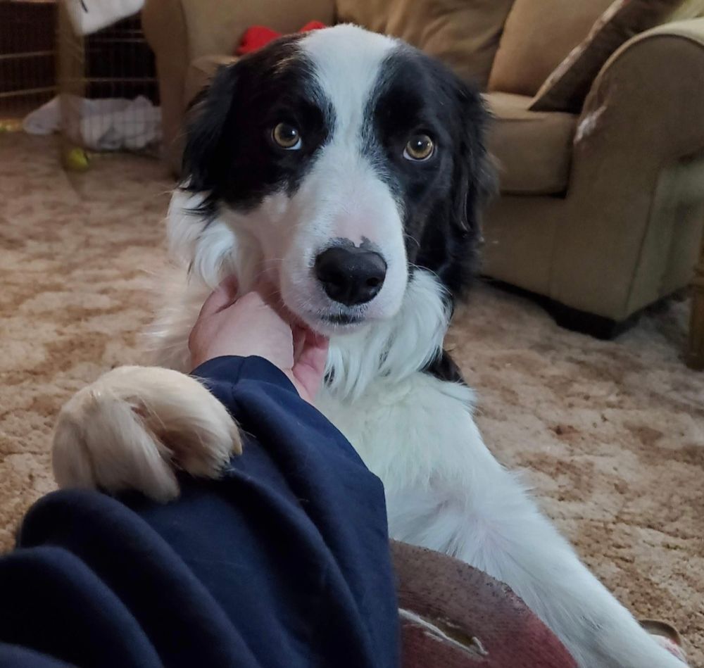 Beautiful Grizz, a Border Collie, resting his paw on my arm while I petted him. Staring deep into my soul. 😢🐕🌈❤️