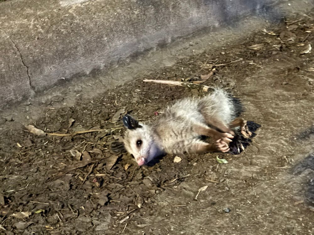 oppossum couché par terre avec un air malicieux et coquin qui resplendit de beauté et de grâce