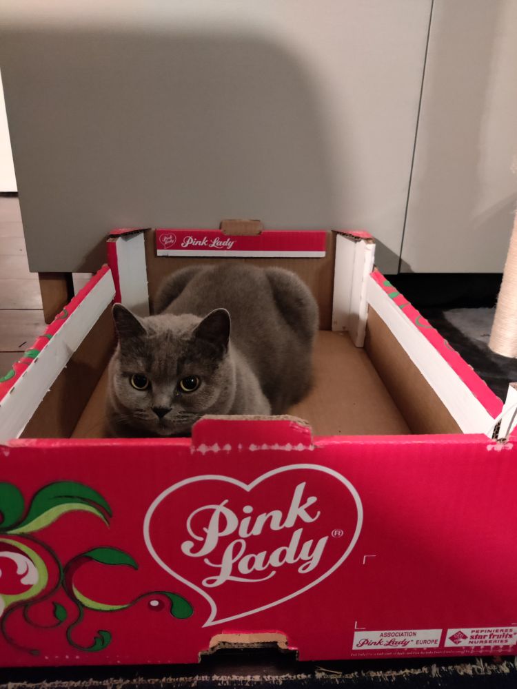 Roze doos met tekst pink Lady met daarin een blauwgrijze poes.Boodschappen eruit ,zij erin😸