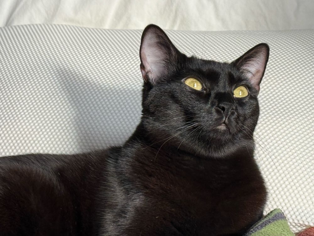 A black cat sitting in front of a pillow with bright sunshine coming from a nearby window
