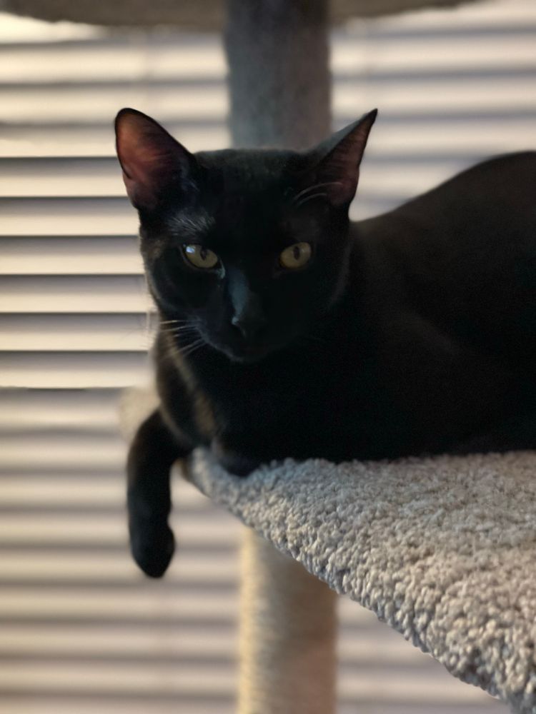 A beautiful black bombay cat sitting on a carpet covered ledge of a cat tree with one paw hanging off and pointing to the ground. 
