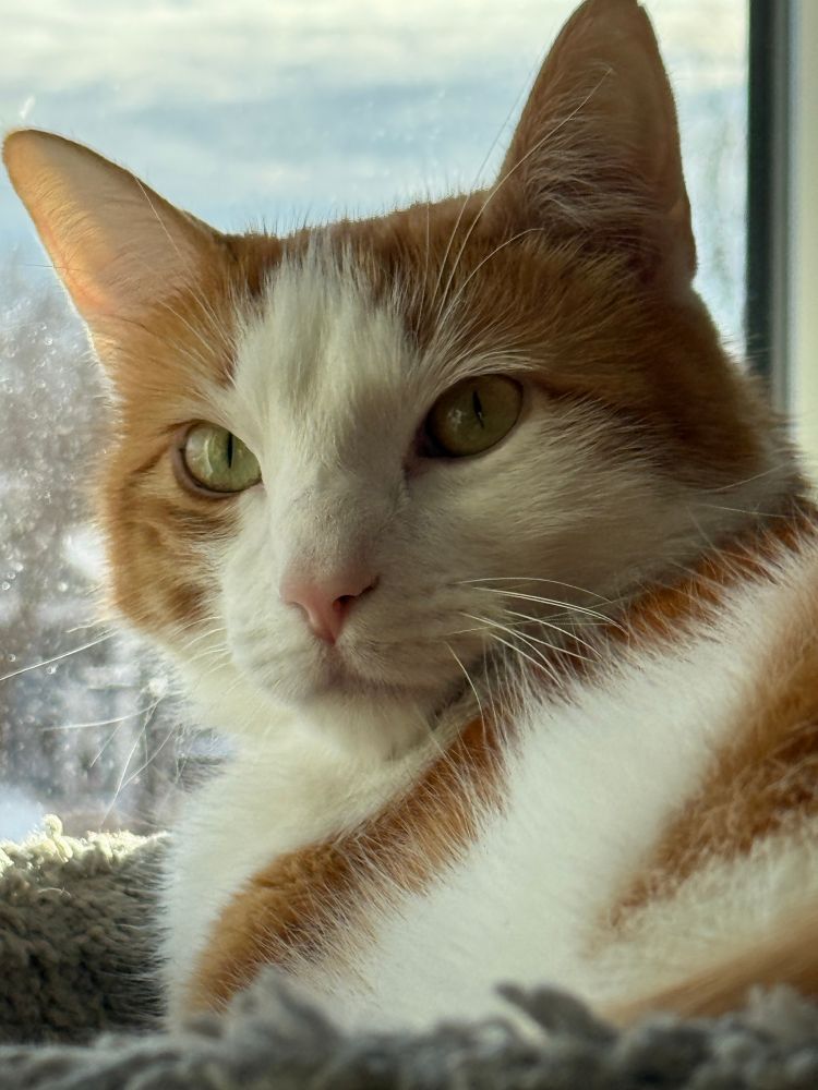 Closeup of an orange and white cat