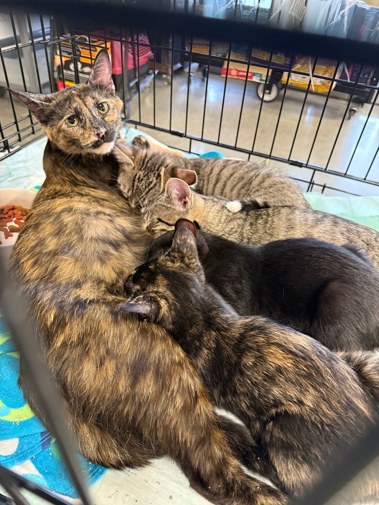 A tortishell mother cat with 4 kittens nursing 