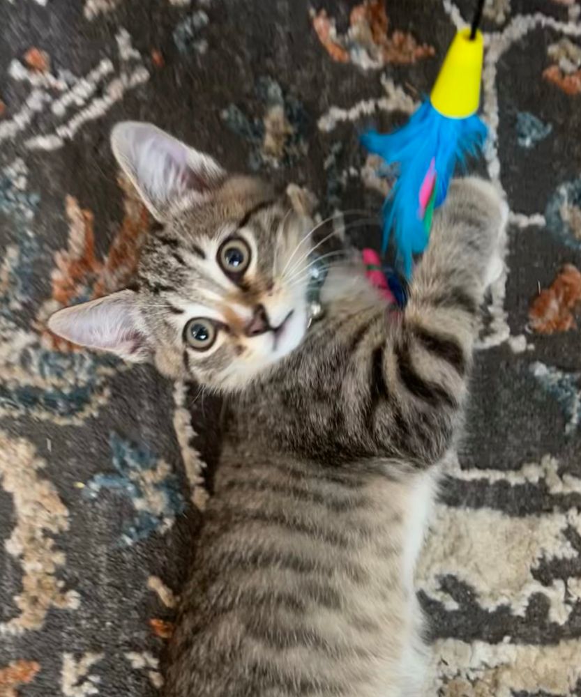 A tabby kitten laying on the ground with a feather toy. He is looking up at the camera with a wide-eyed expression. 