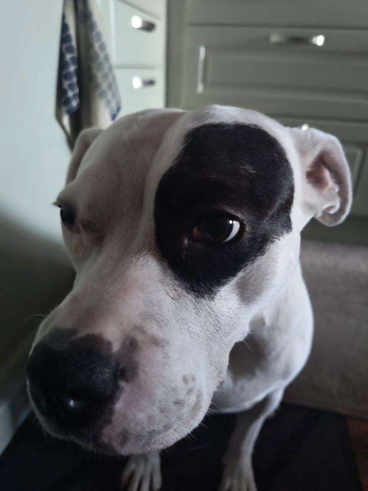 Guilty..... Staffies love licking your face.