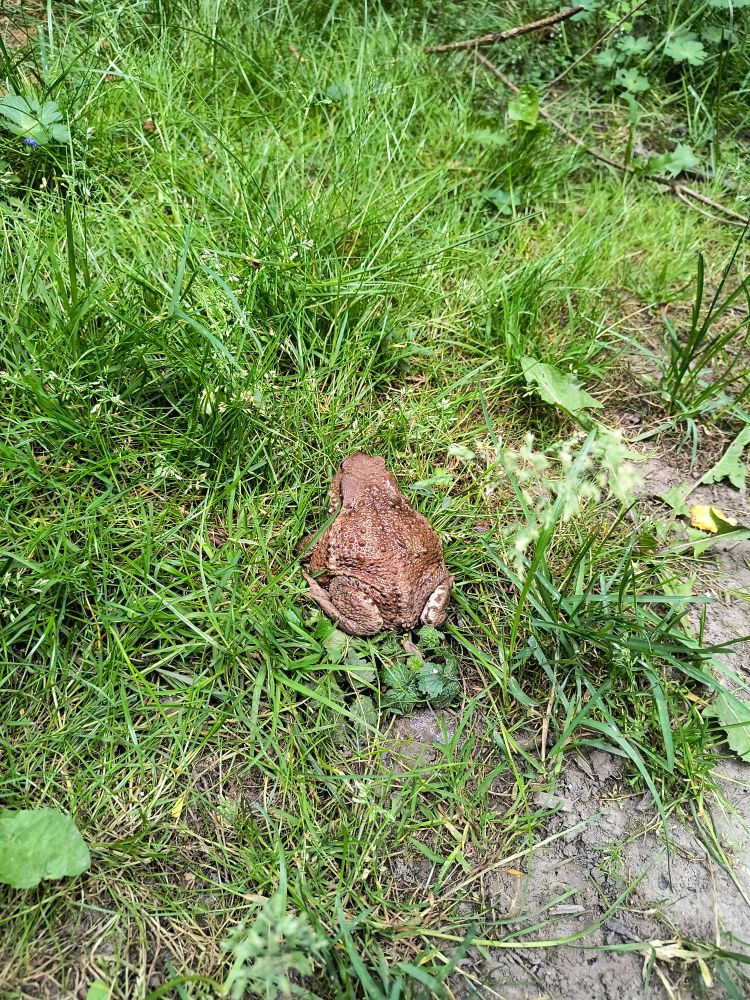 Padda i gräsmattan.... Bakom den ur bild står en hund och dreglar som en fontän...