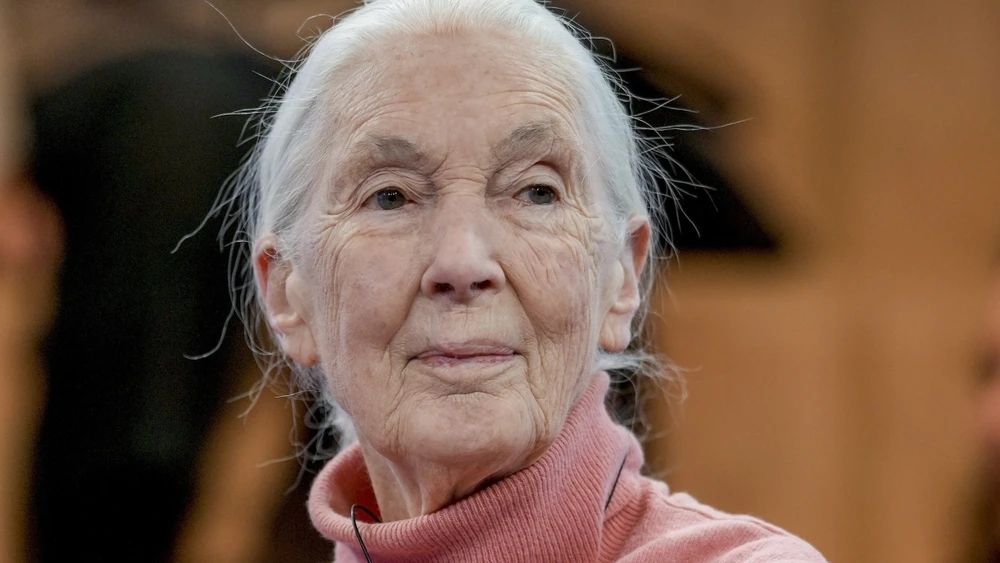 Foto von Jane Goodall, weißhaarig in rosa Rollkragenpullover, sanft lächelnd 