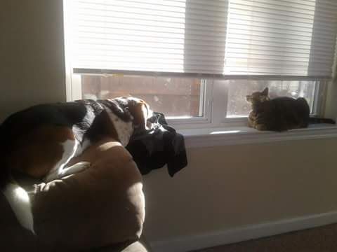 Daphne and George are each on opposite sides of a sunny windowsill, basking in the warm rays. 