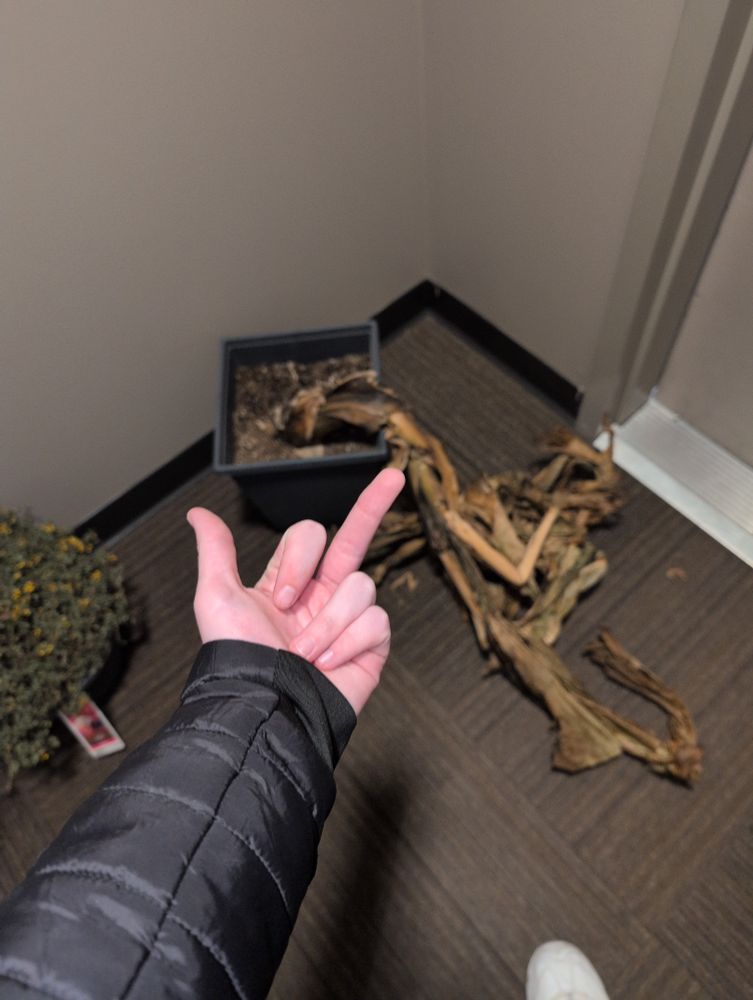 me giving a dead plant the middle finger
