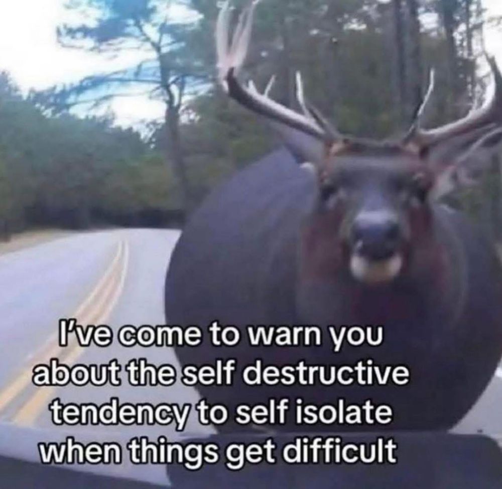 a photo of a very large moose standing in a road captioned I've come to warn you about the self destructive tendency to self isolate when things get difficult